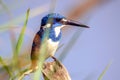 TheÃÂ cerulean kingfisher - Alcedo coerulescens Royalty Free Stock Photo